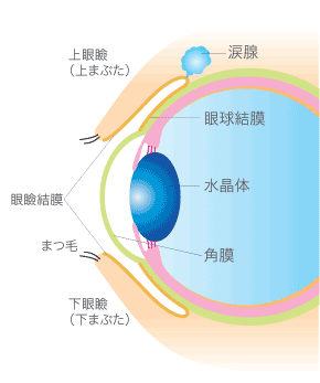 うつる 結膜炎