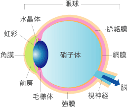 眼球の断面図