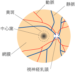 眼底の正面図